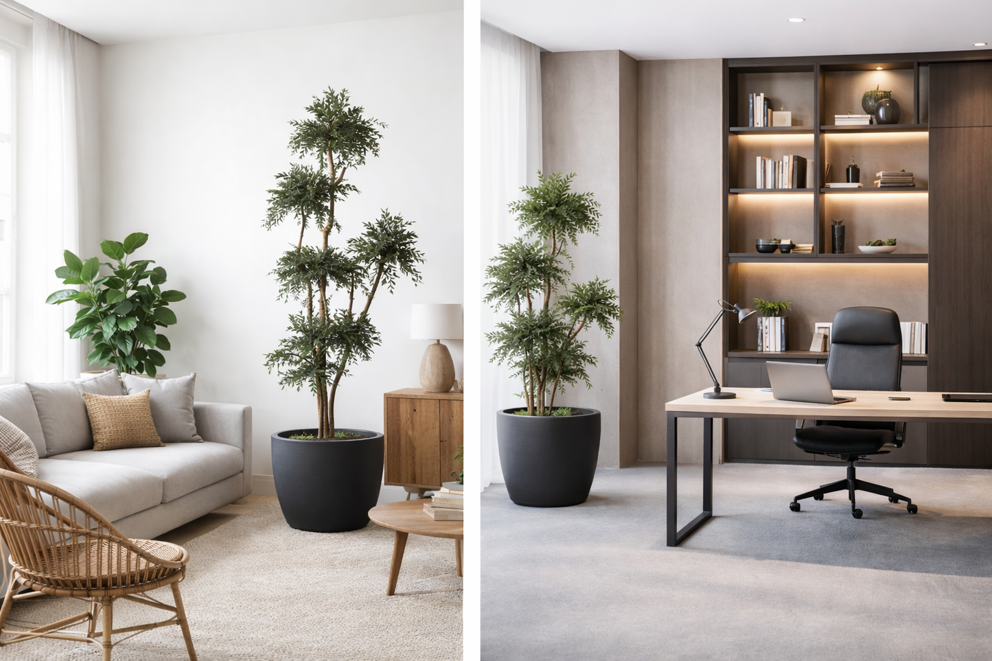 Preserved Natural Topiary Cloud Tree - Parvafolia (Non Plastic)