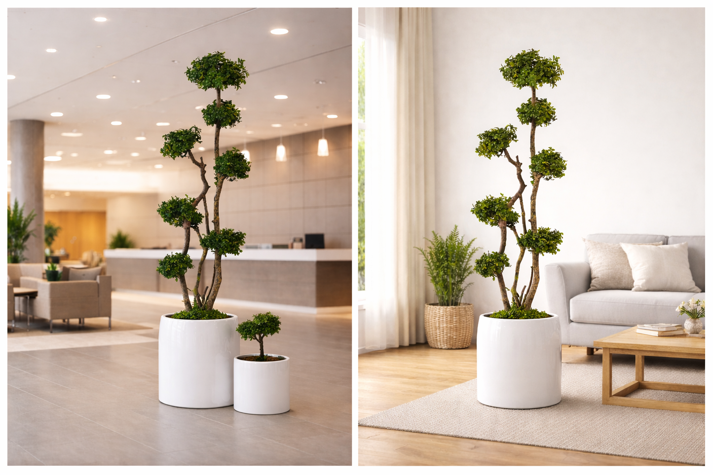 Preserved Natural Topiary Cloud Tree - Pittosporum (Non Plastic)