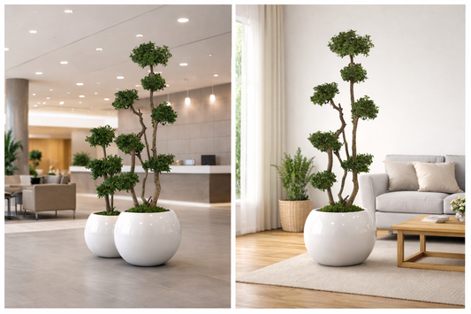 Preserved Natural Topiary Cloud Tree - Pittosporum (Non Plastic)