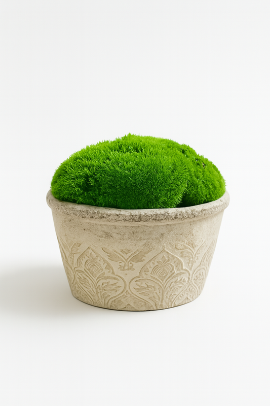 Preserved Moss In ceramic Baroque Planter Pot Light Grey