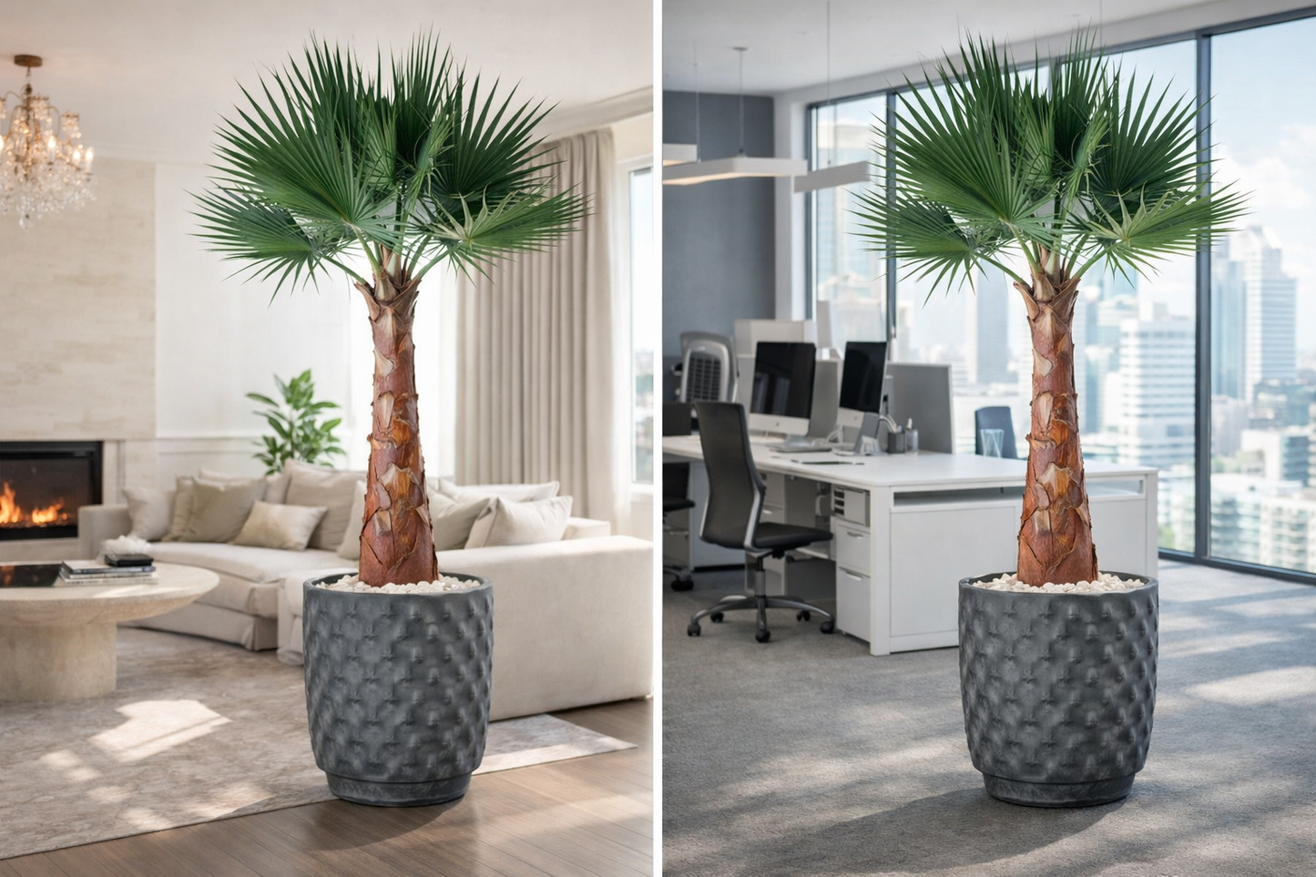 Preserved Natural Washingtonia Palm Tree