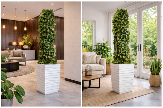 Preserved Natural Totem Ivy Plant (Non Plastic)