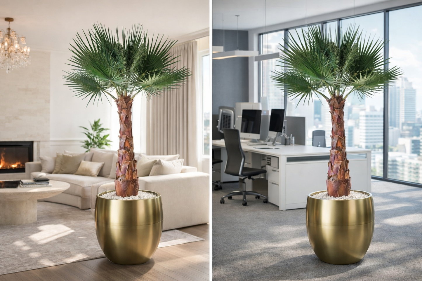 Preserved Natural Washingtonia Palm Tree