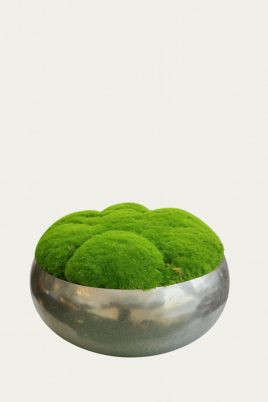 Extra large Preserved Moss In Mayfair Bowl Silver