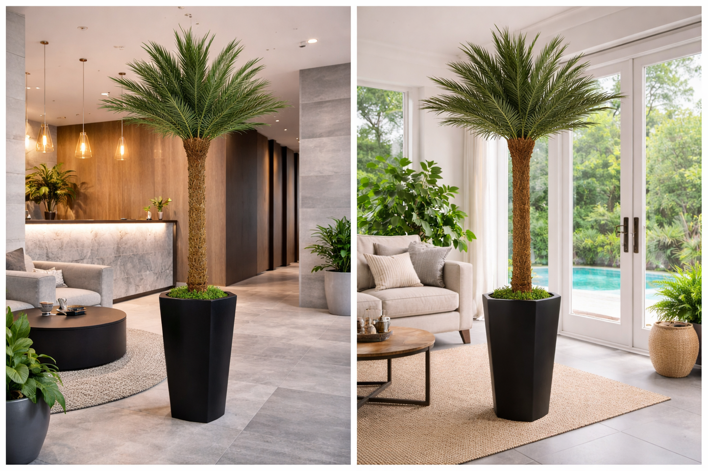 Preserved Natural Phoenix Palm Tall Tree (Non Plastic)